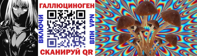 Псилоцибиновые грибы Cubensis  Сясьстрой 